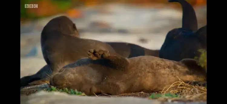 Smooth-coated otter (Lutra perspicillata perspicillata) as shown in Planet Earth II - Cities